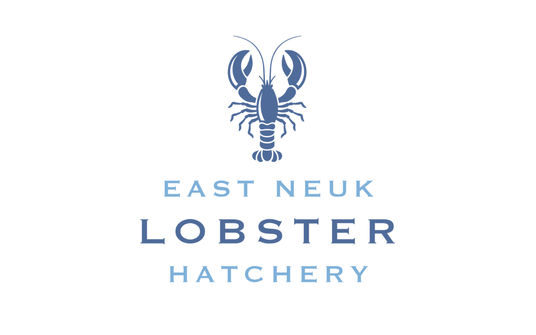From an Idea to Launch – The Story Behind the East Neuk Lobster Hatchery Website