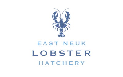 From an Idea to Launch – The Story Behind the East Neuk Lobster Hatchery Website